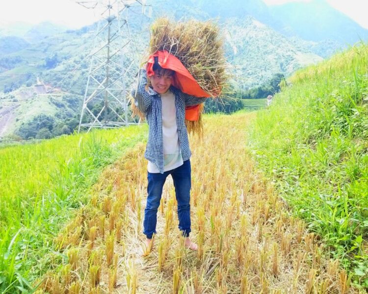 Local Working In The Rice Fields