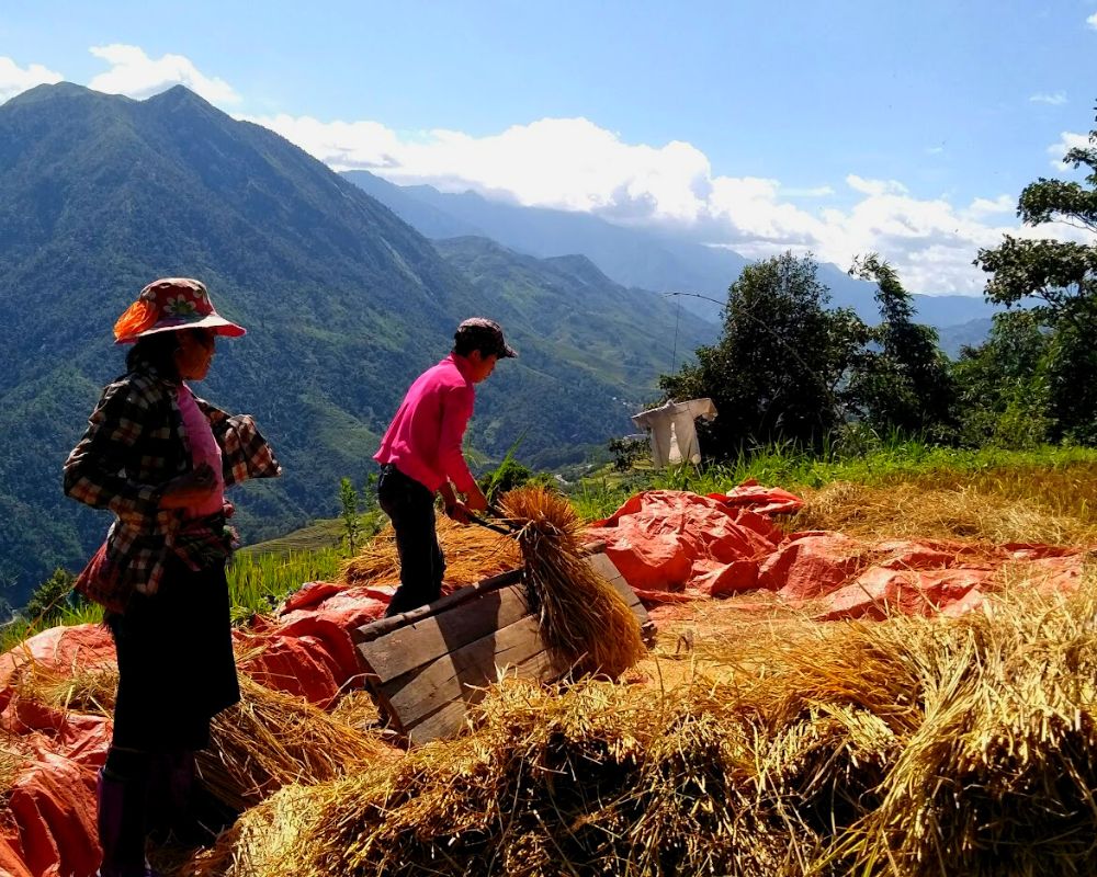 May family harvesting rice