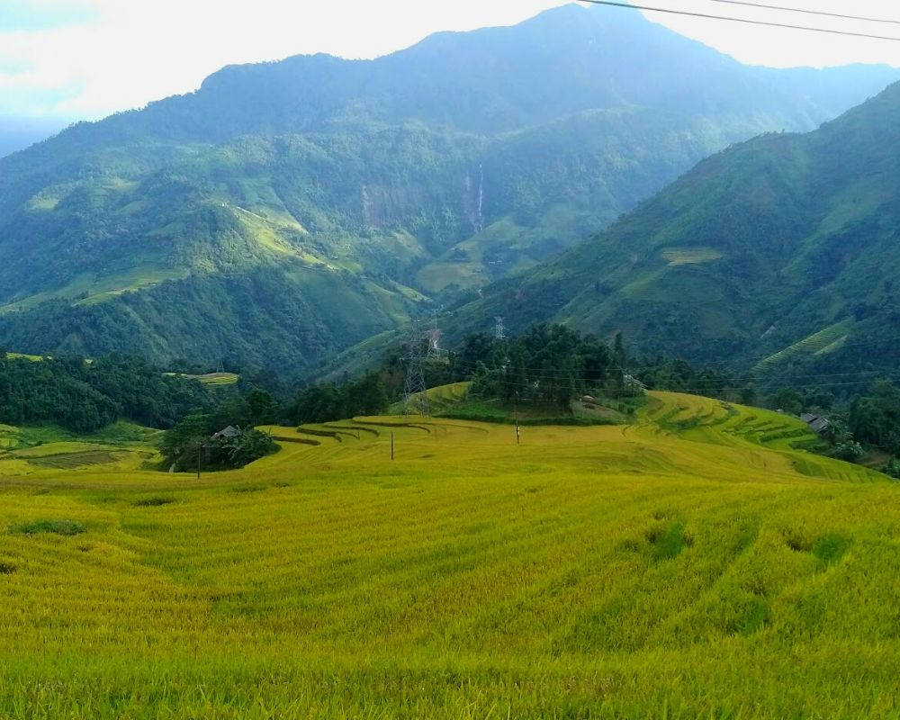 Sapa amazing rice fields