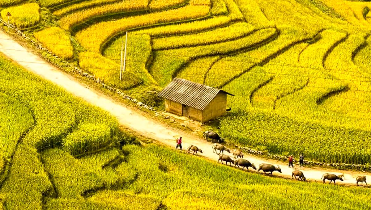 Sapa In Autumn