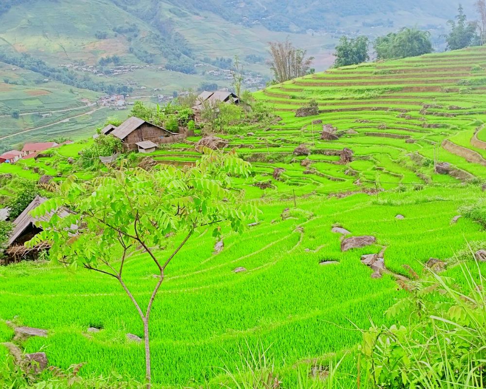 Sapa Rice Fields