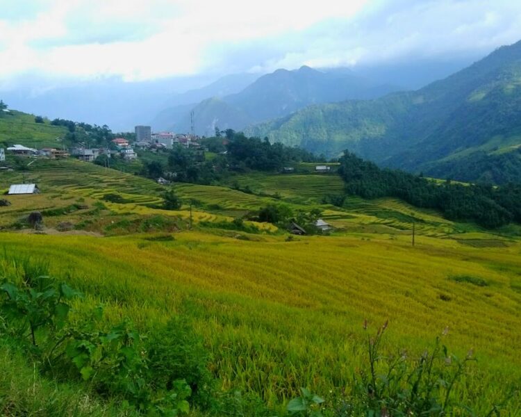 Sapa Rice Fields In August