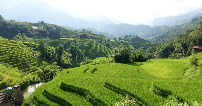 Sapa Rice Terraces Fields