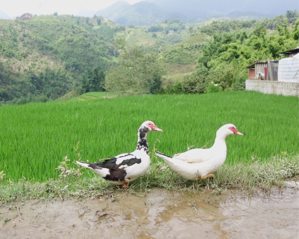 Sapa rice terrced fields