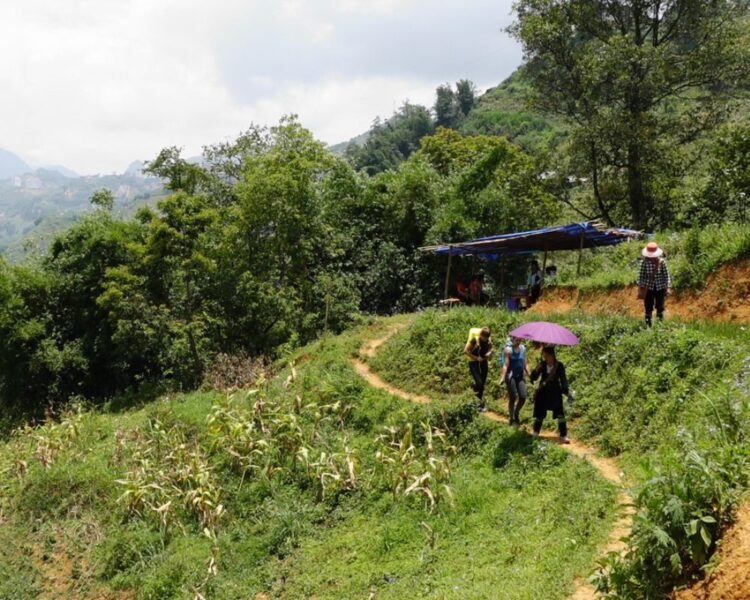 Sapa Trekking In The Nice Weather Of Sapa