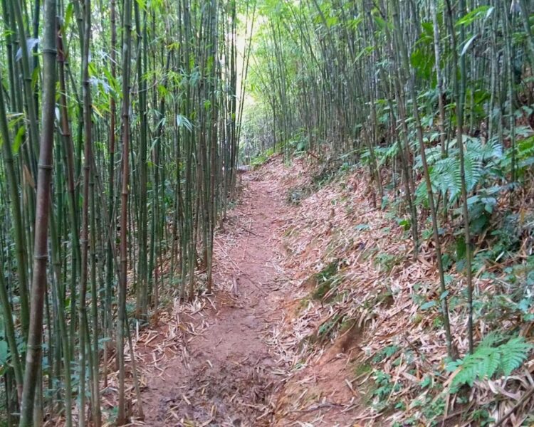 Sapa trekking through bamboo