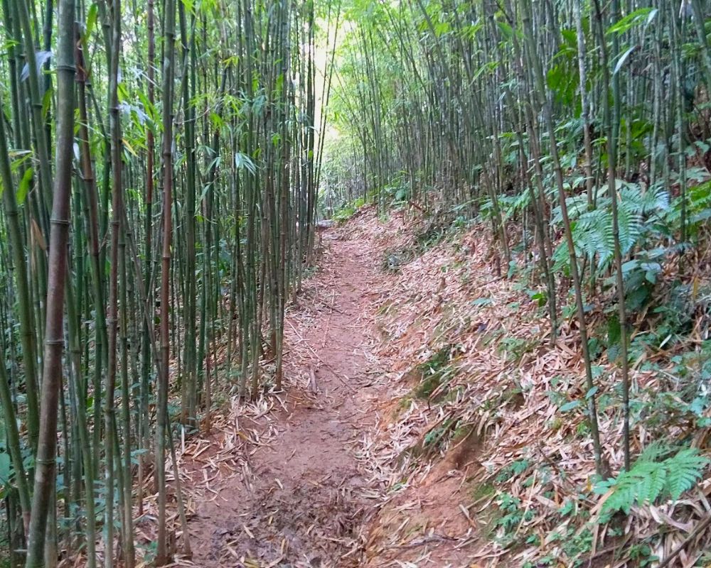 Sapa Trekking Through Bamboo