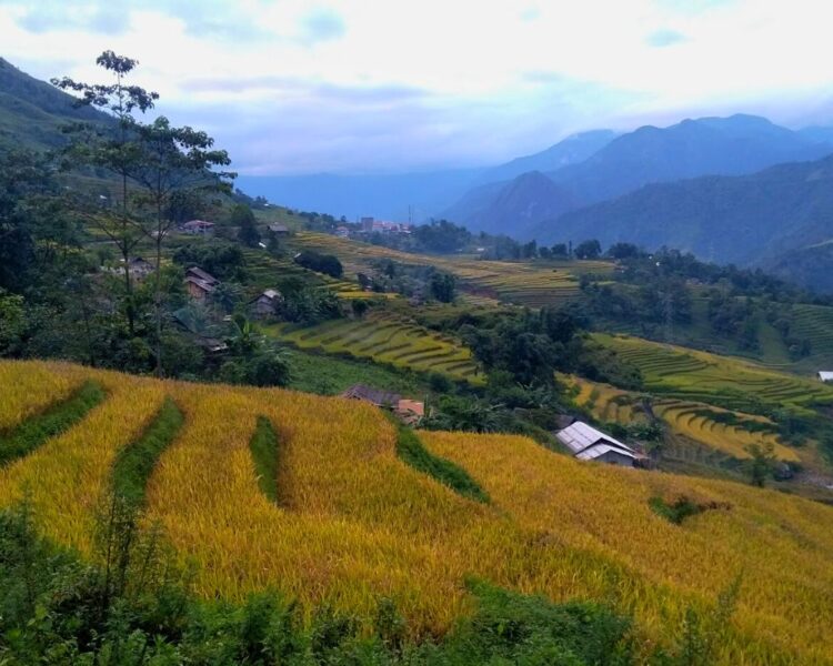 Sapa Trekking to rice fields