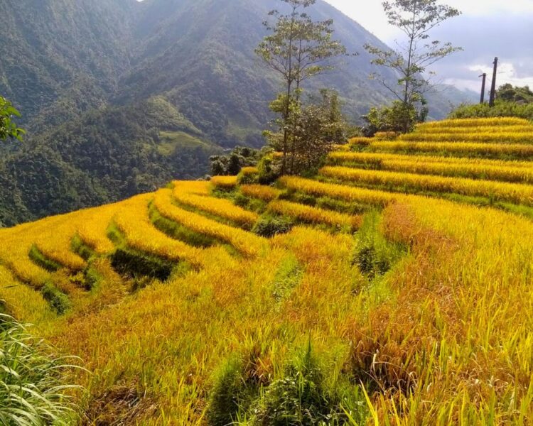 See Amazing rice fields anywhere