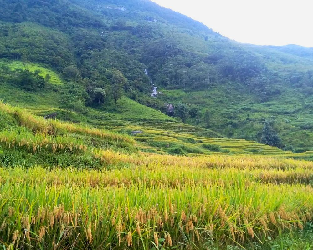 See amazing rice fields in Sapa