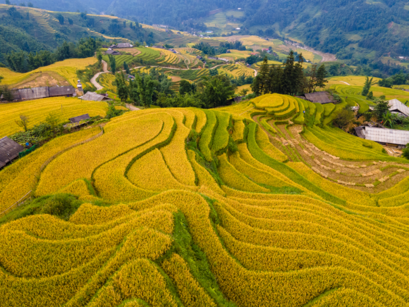 Terrace field in Muong Hoa Valley in Autumn