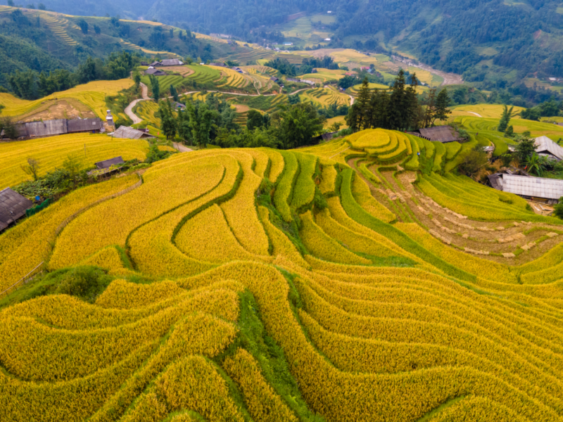 Terrace Field In Muong Hoa Valley In Autumn