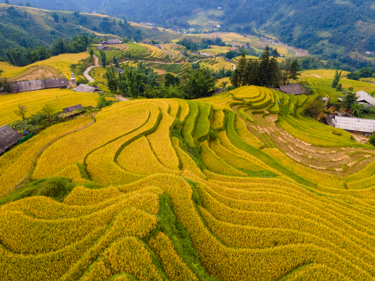 Terrace field in Muong Hoa Valley in Autumn