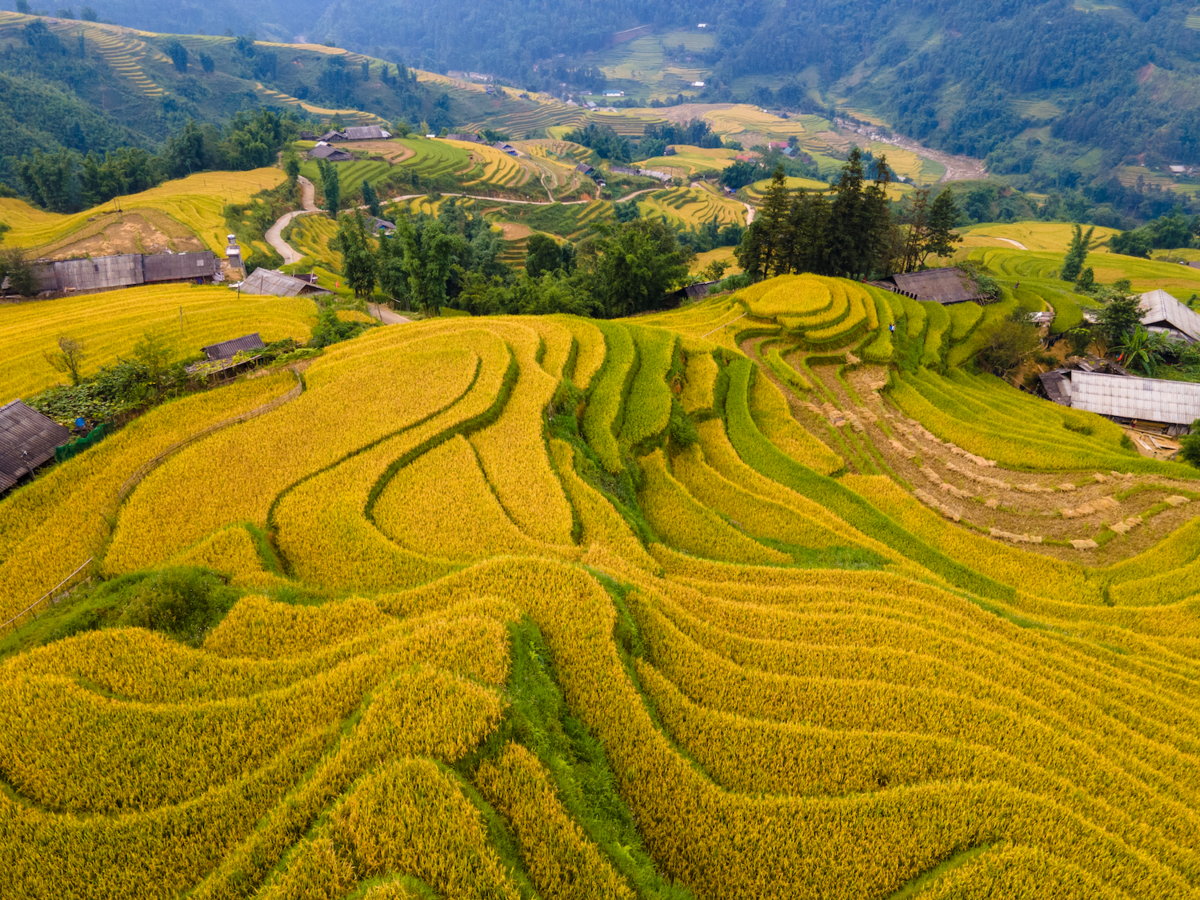 Terrace Field In Muong Hoa Valley In Autumn