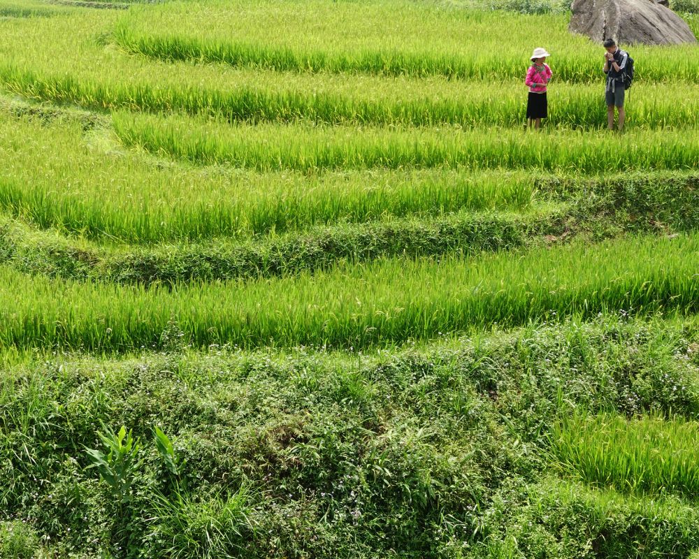 Trekking To Rice Fields In Sapa