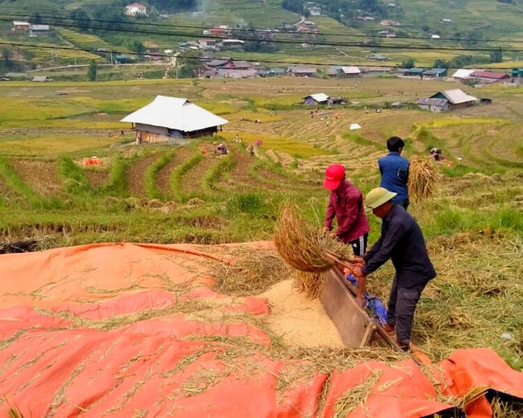 Villages Rice Fields