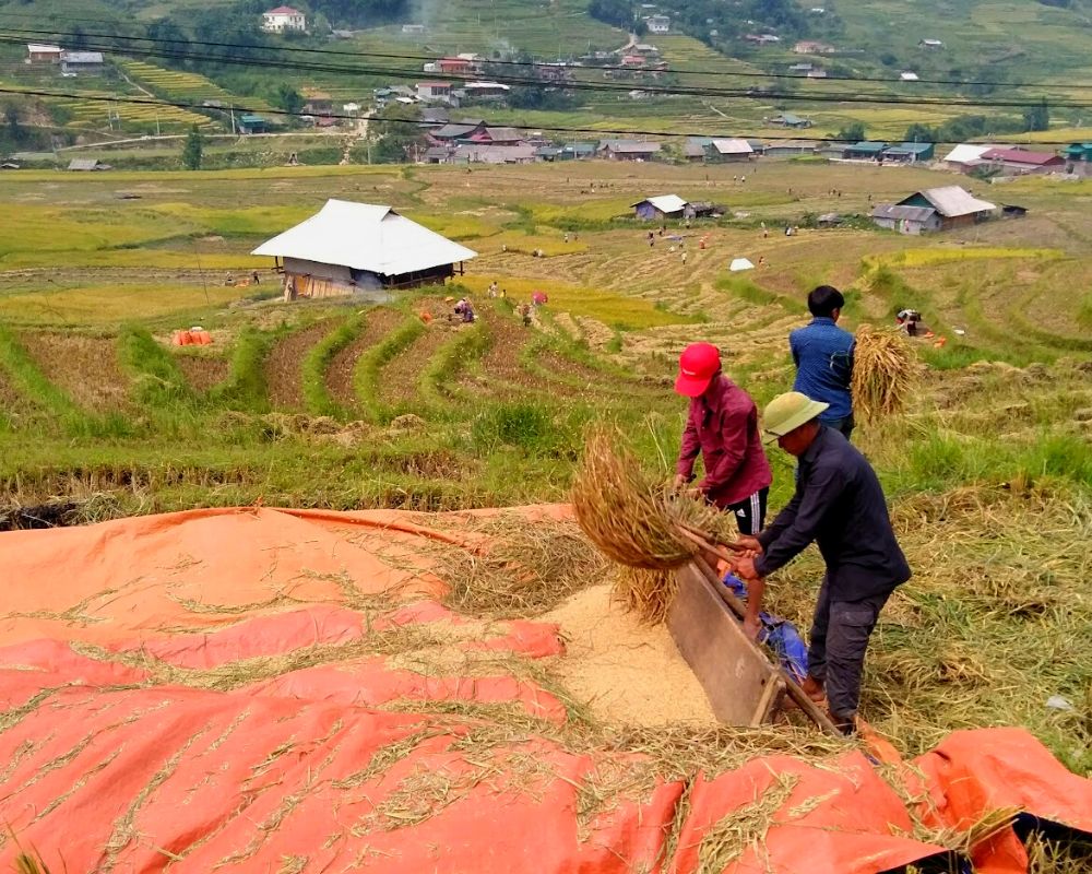 Villages rice fields