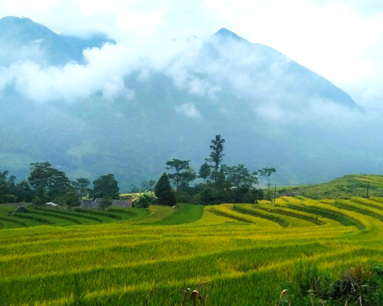 Rice Fields Vietnam