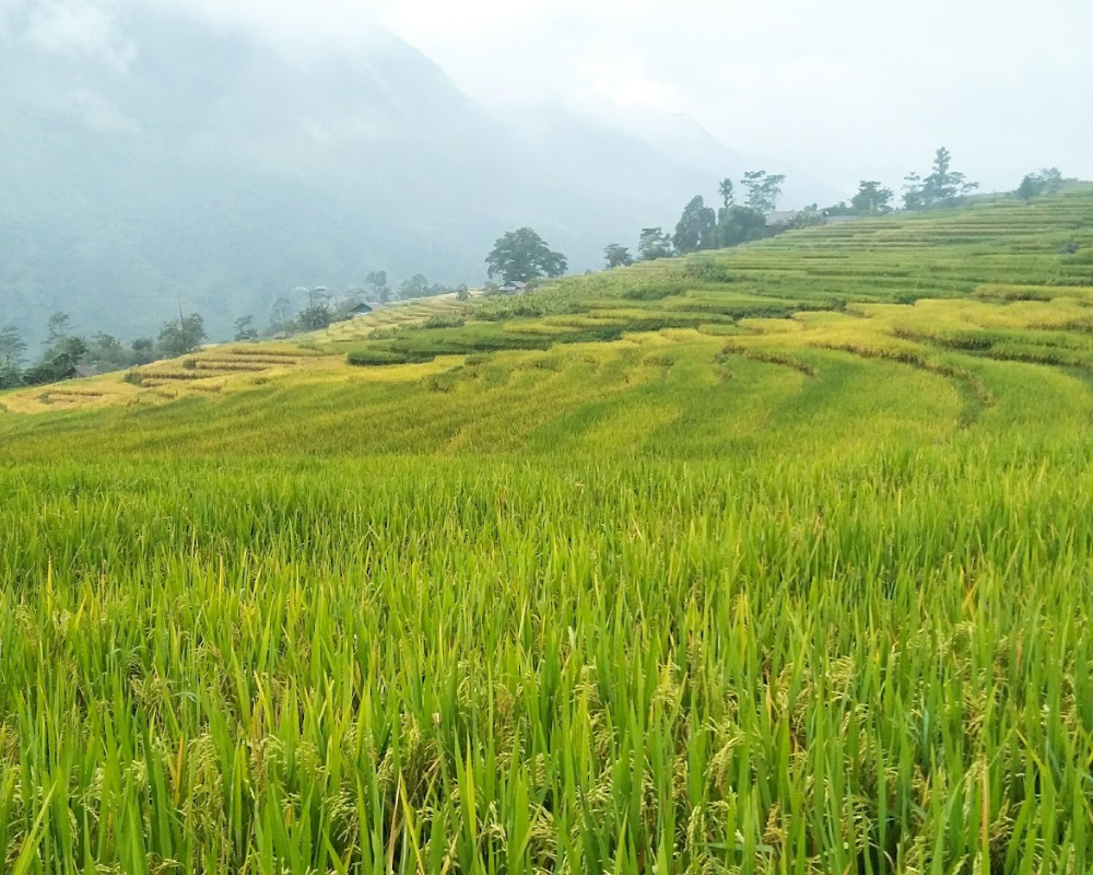 Sapa Rice Fields