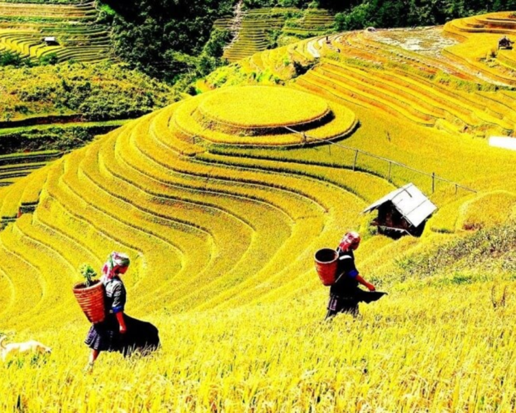 Best Time To Visit Sapa Vietnam