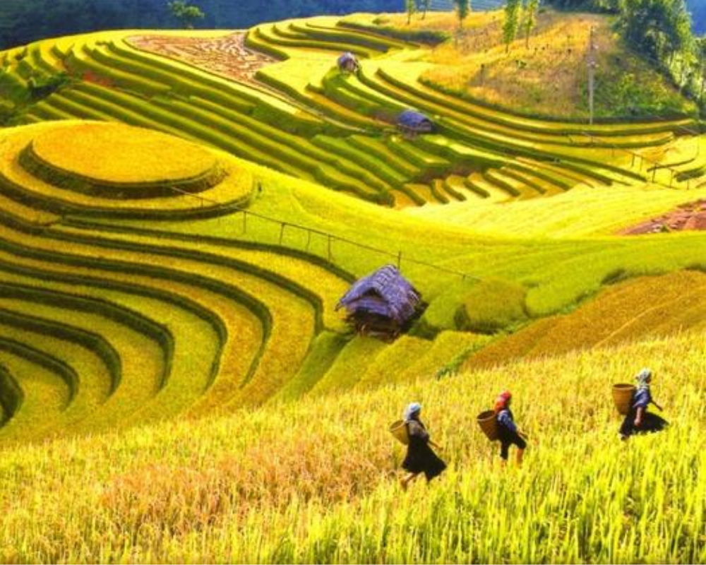 Sapa Trekking Tours From Hanoi