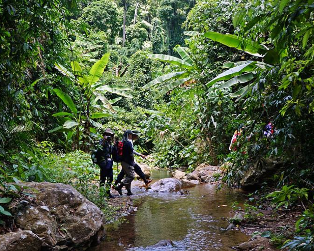 Why visit the  Jungle?, FAQ, Hiking