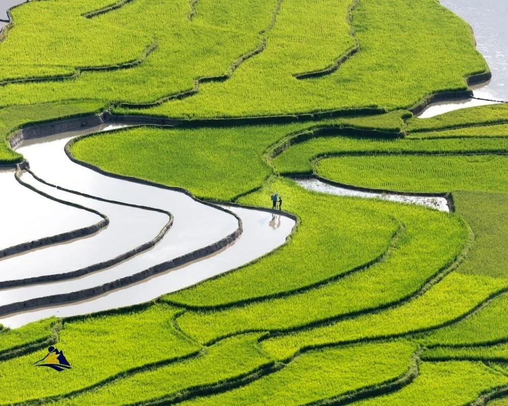 Vietnam Rice Fields: A Stunning Backdrop For Iconic Landmarks And Natural  Wonders