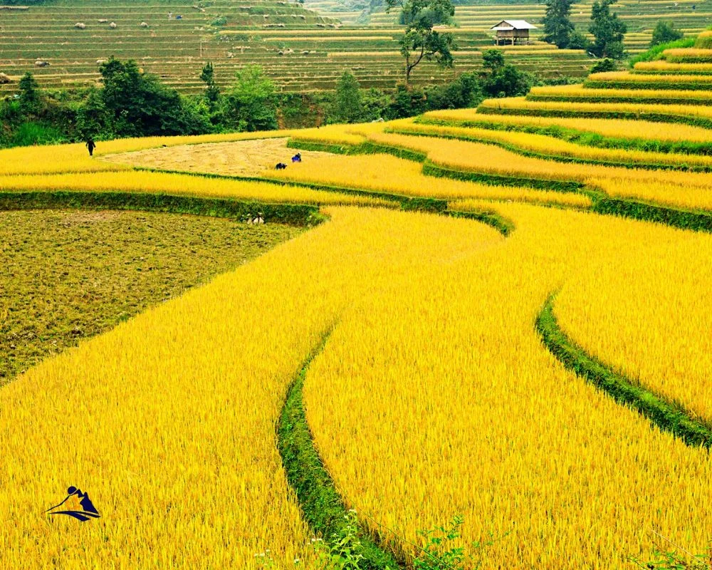 Sapa Trekking In Summer