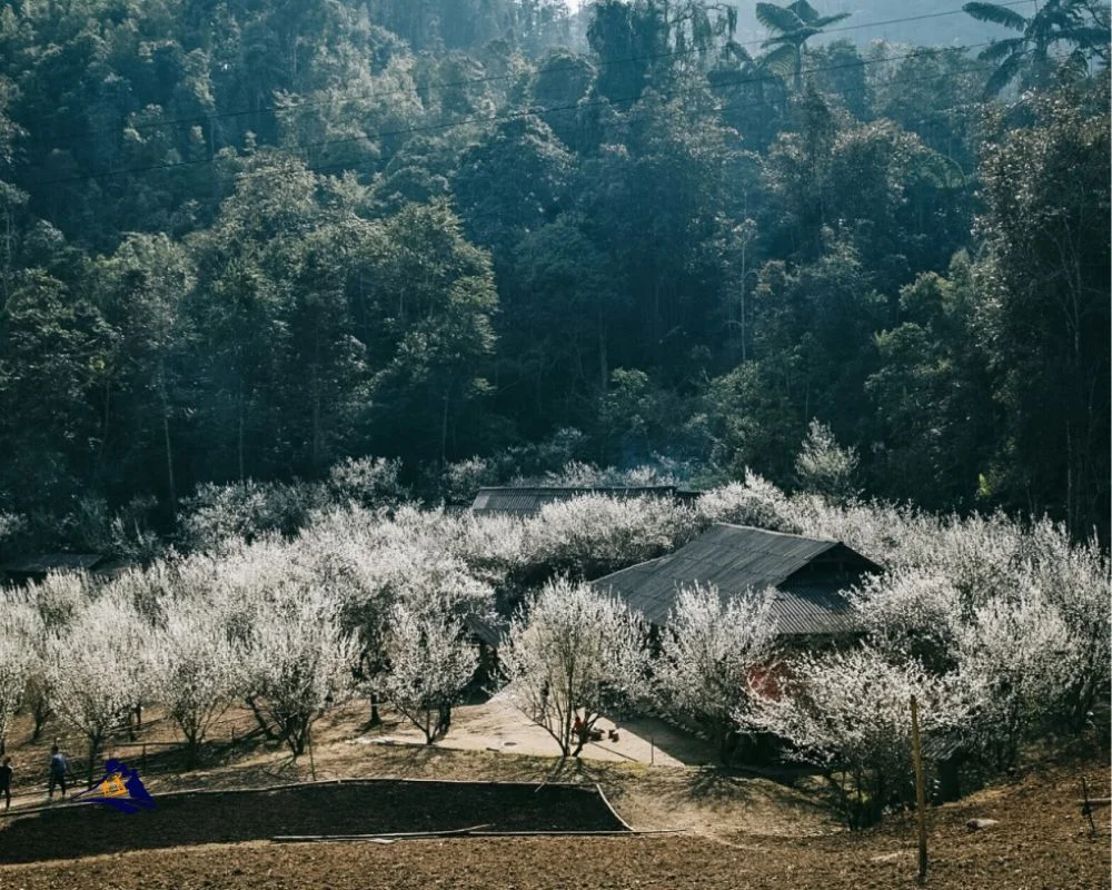 Sapa Trekking Season