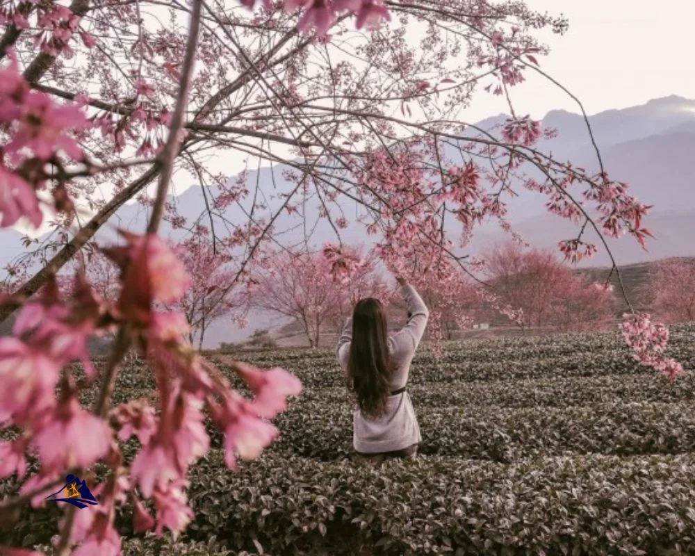 Sapa Trekking In Spring