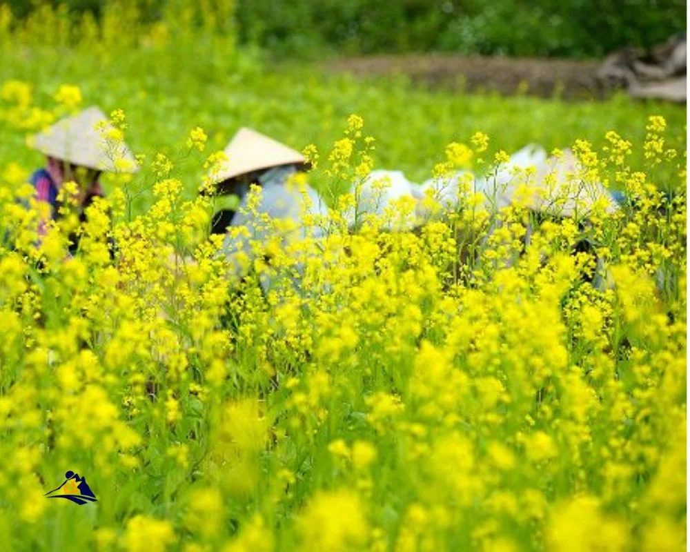 Sapa Trekking For Couple