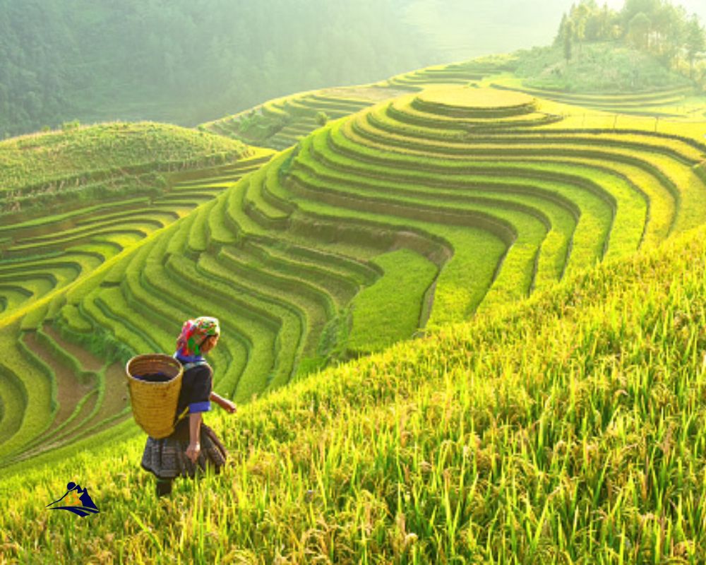 Why Do People Visit Sapa This Summer?