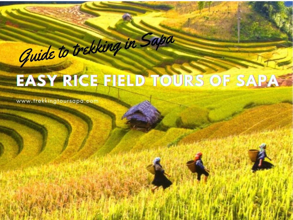 Easy Rice Field Tours Of Sapa