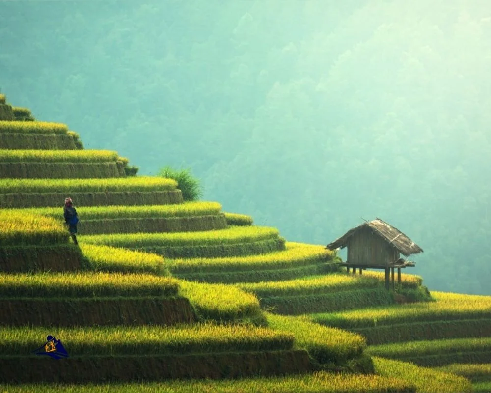 Sapa weather September rice field