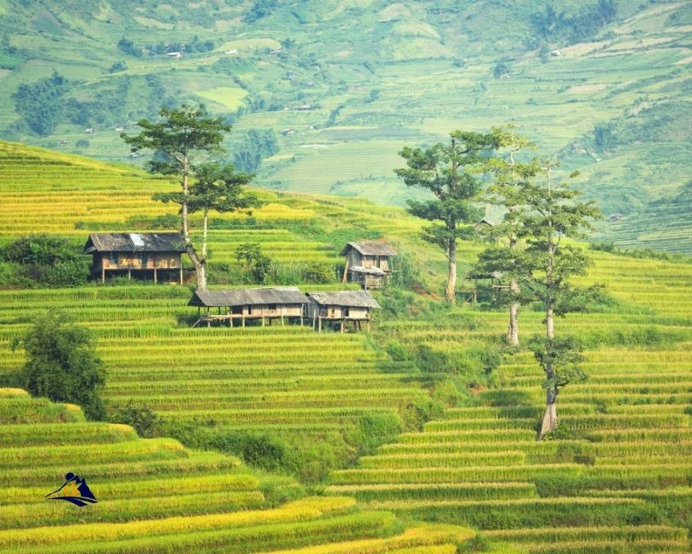 Sapa Weather September Rice Fields