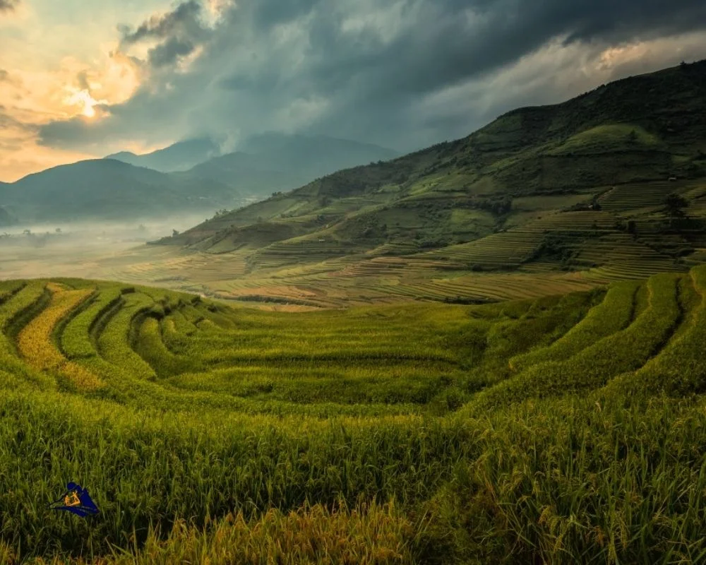 Sapa Weather In September Rice Fields