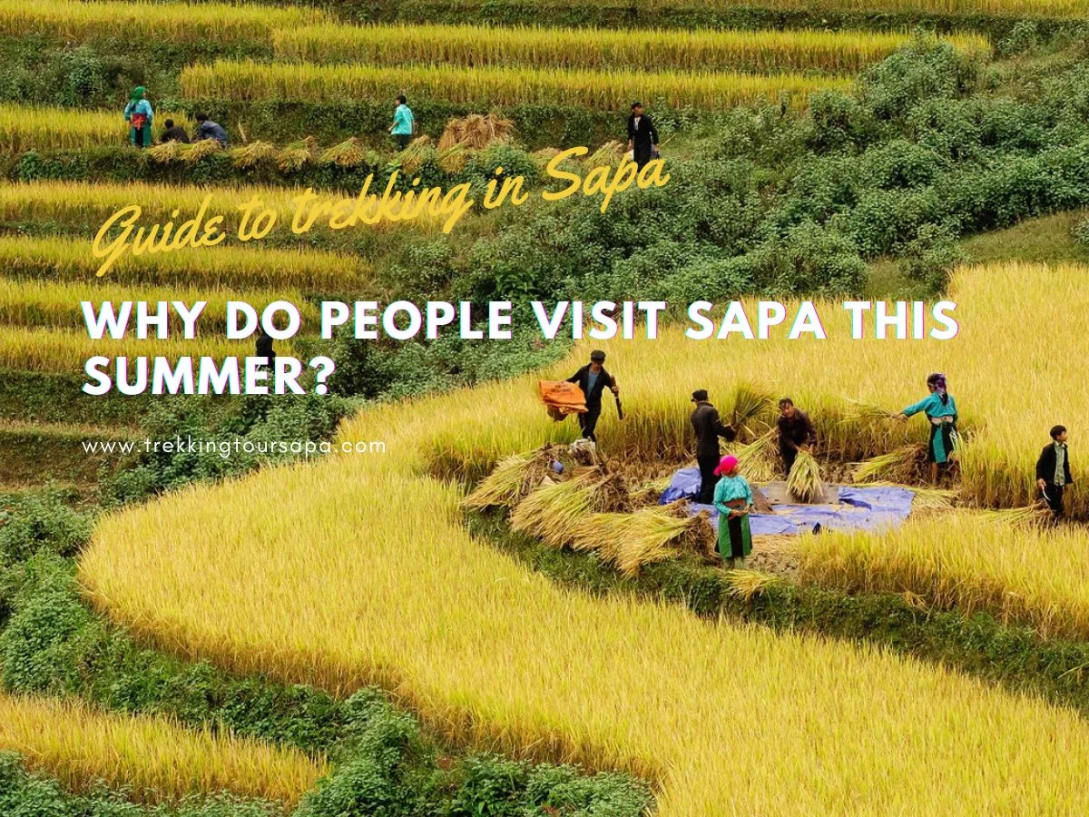 Why Do People Visit Sapa This Summer