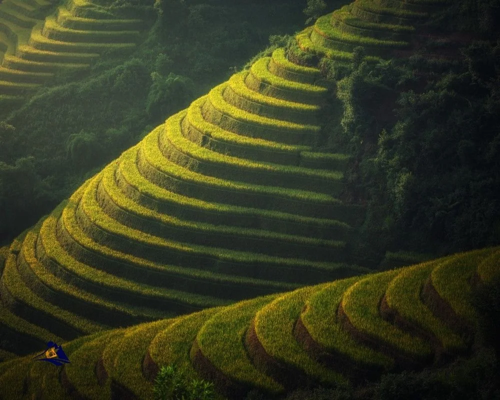 weather September rice fields