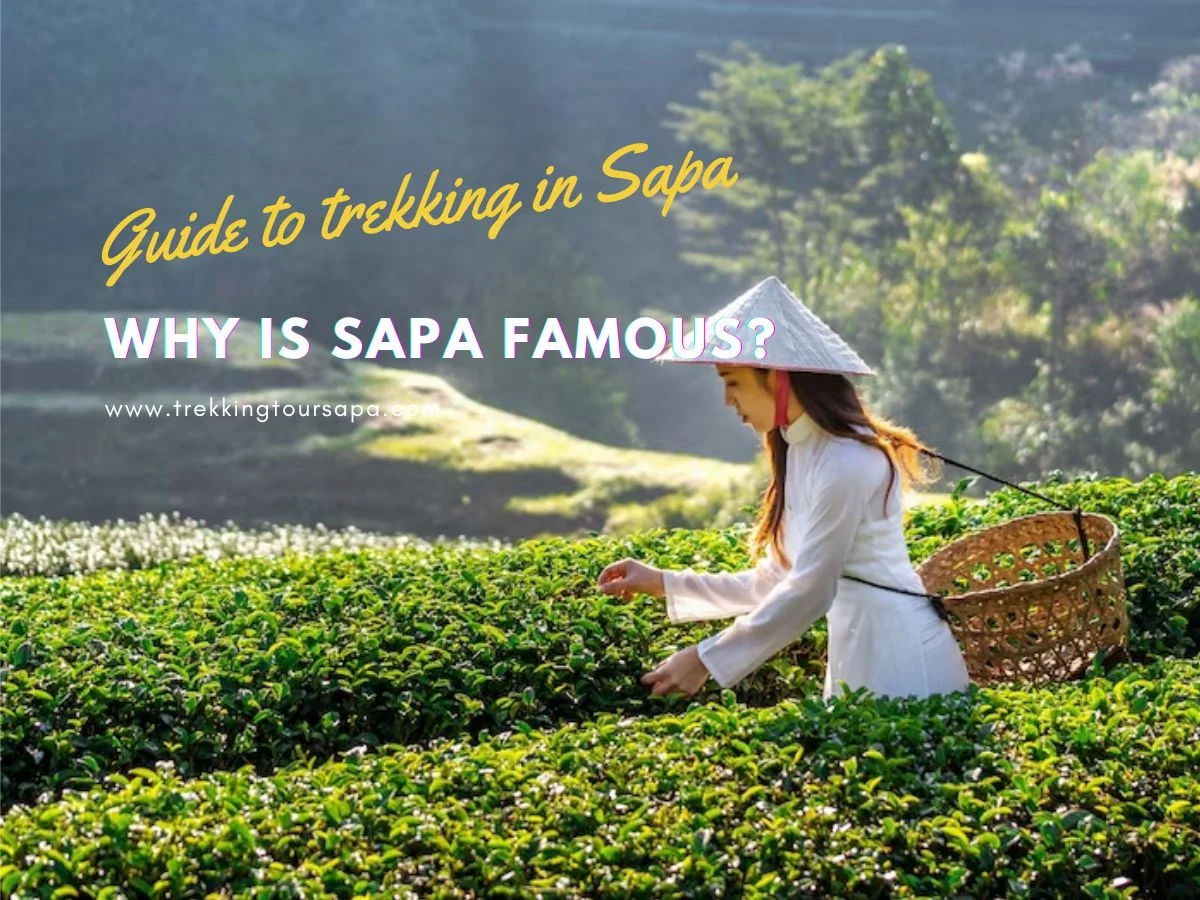 why-is-sapa-famous