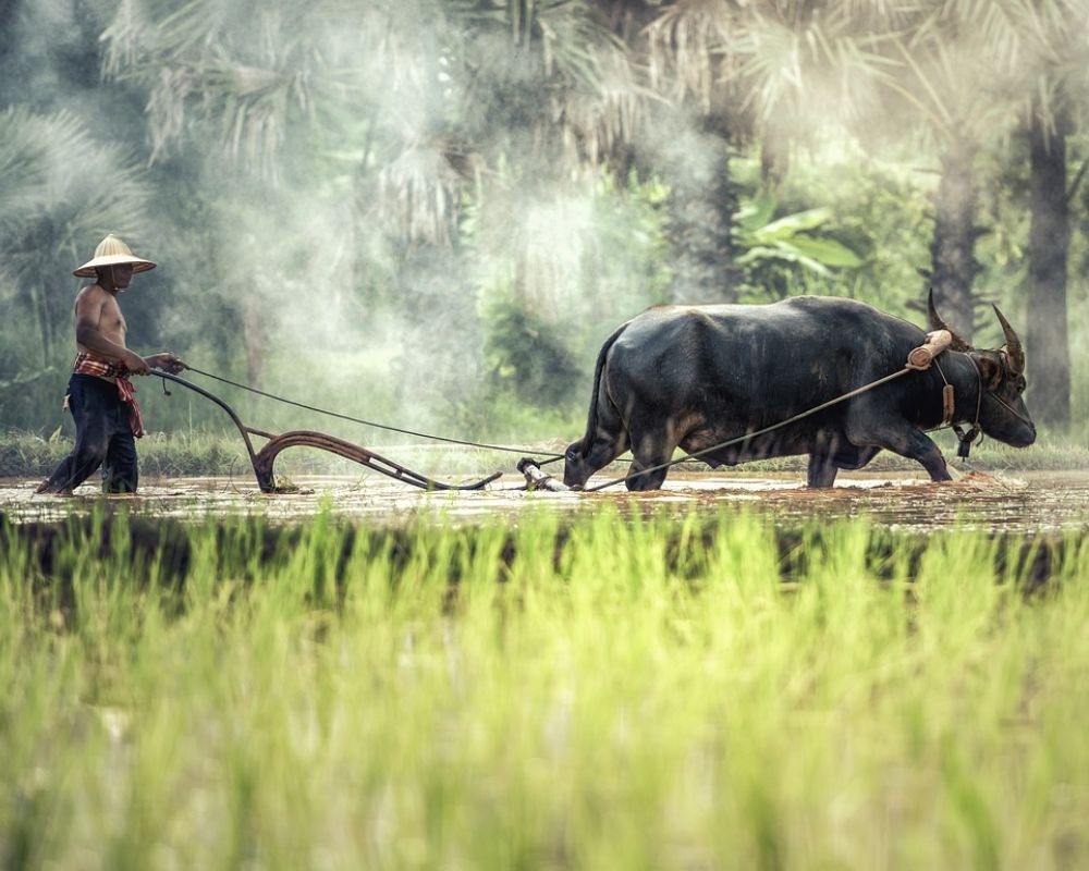 Buffalo Trek Sapa 11Zon