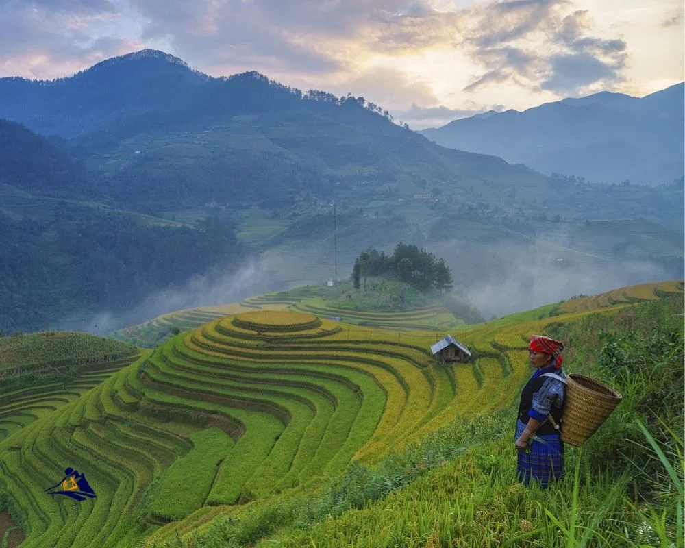 Rice Cultivation