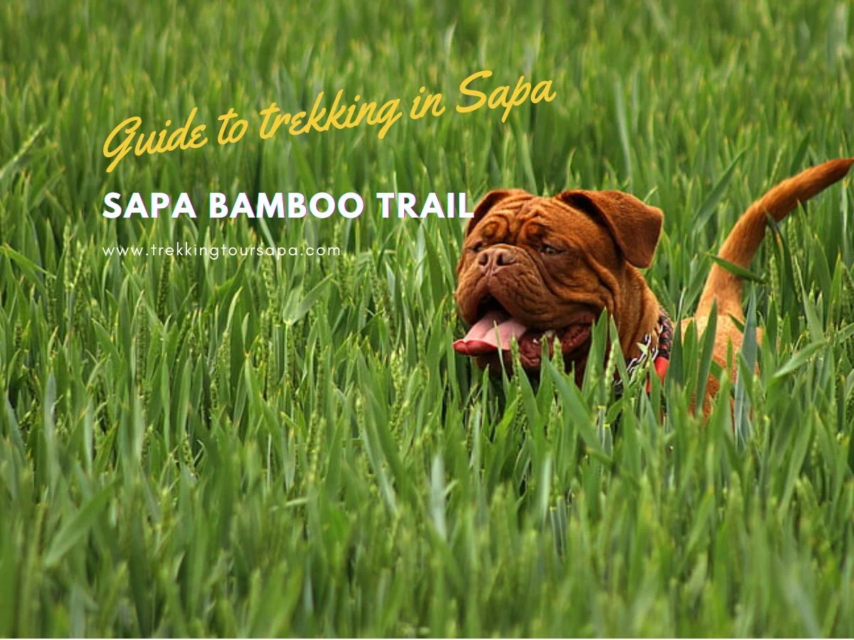 Sapa Bamboo Trail