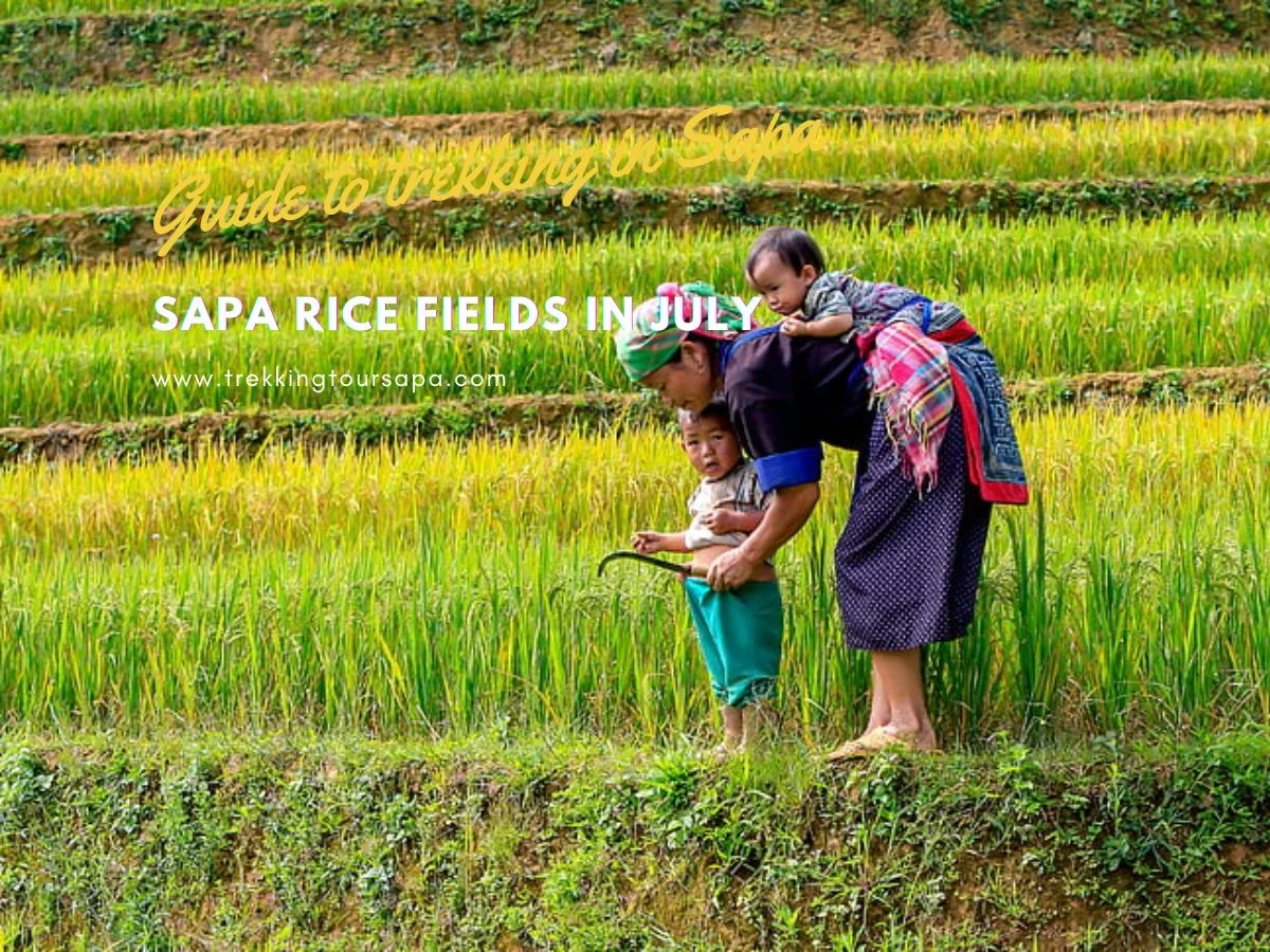 Sapa Rice Fields In July