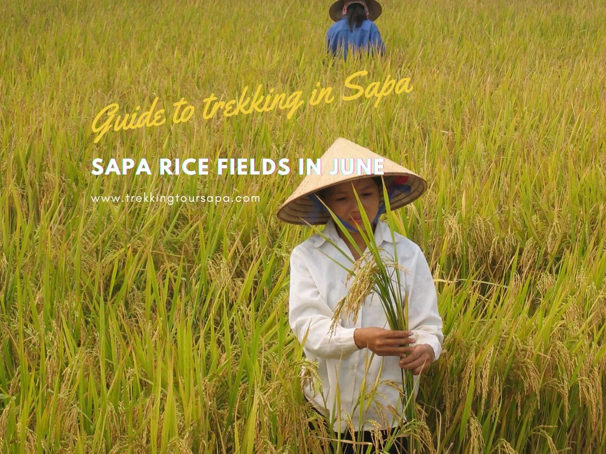 Sapa Rice Fields In June