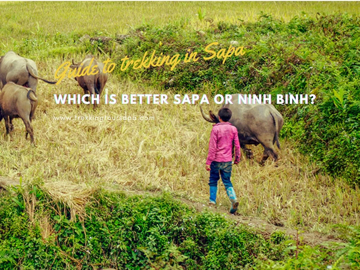 Which Is Better Sapa Or Ninh Binh