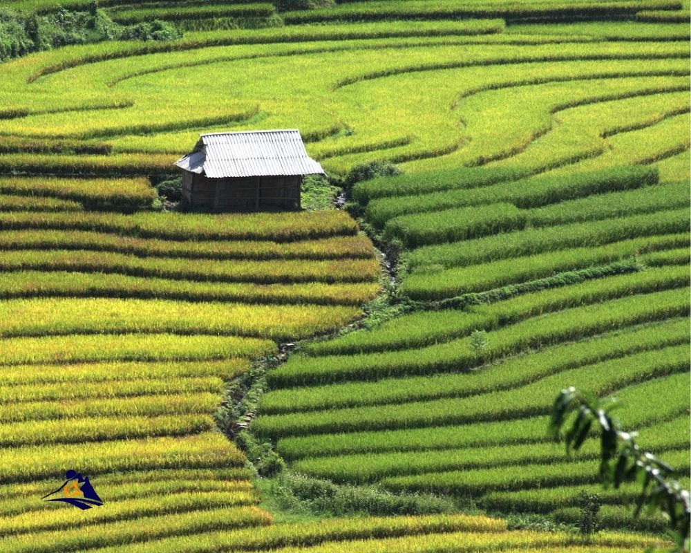 Custom Asian Rice Farmer Paddy Field Straw Hats - Foremost