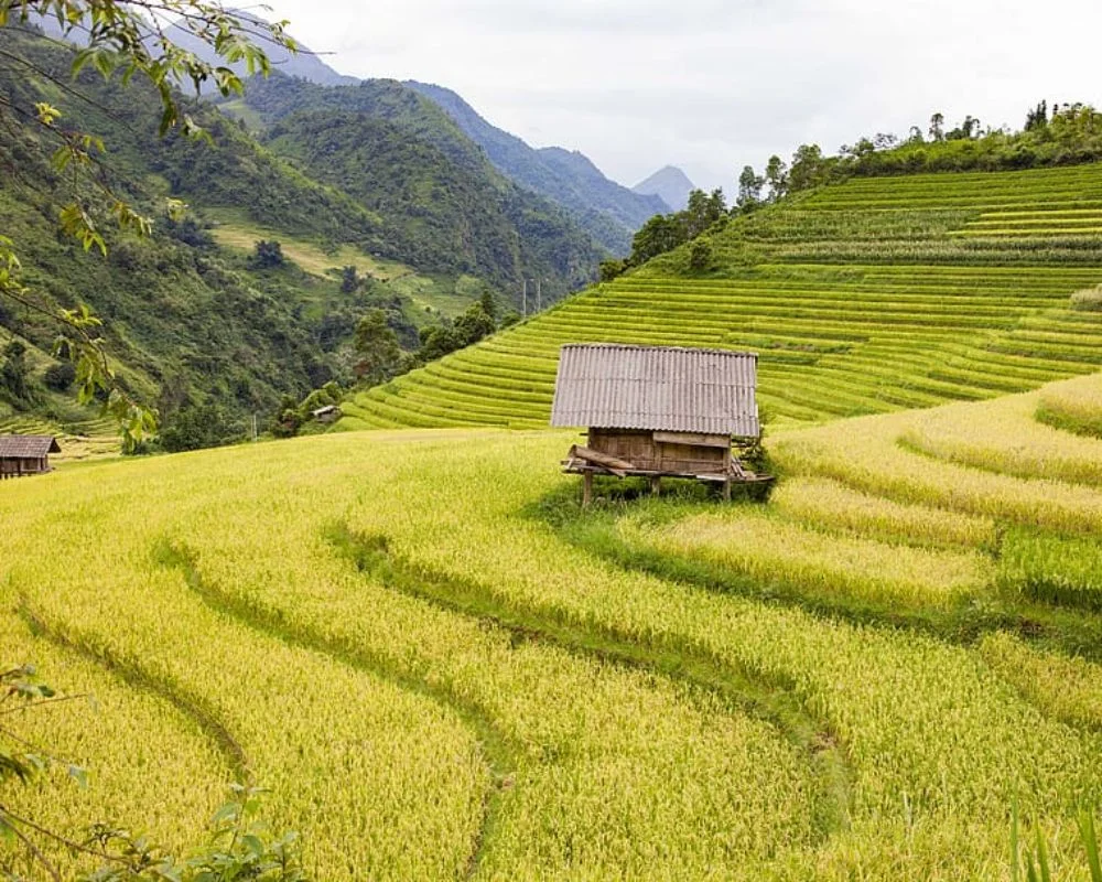 A Feast For The Eyes: Discover The Most Beautiful Rice Terraces In Sapa