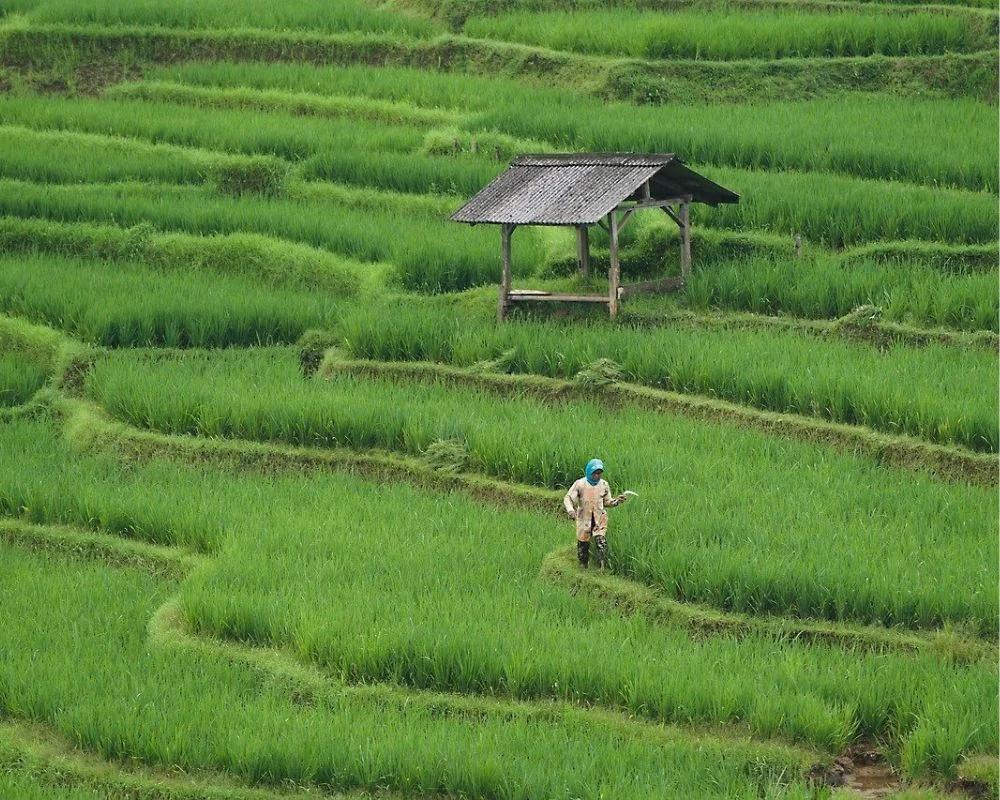 Discover Mu Cang Chai In March: Vietnam's Hidden Gem