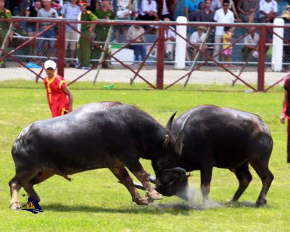 Buffalo Sacrifice Festival