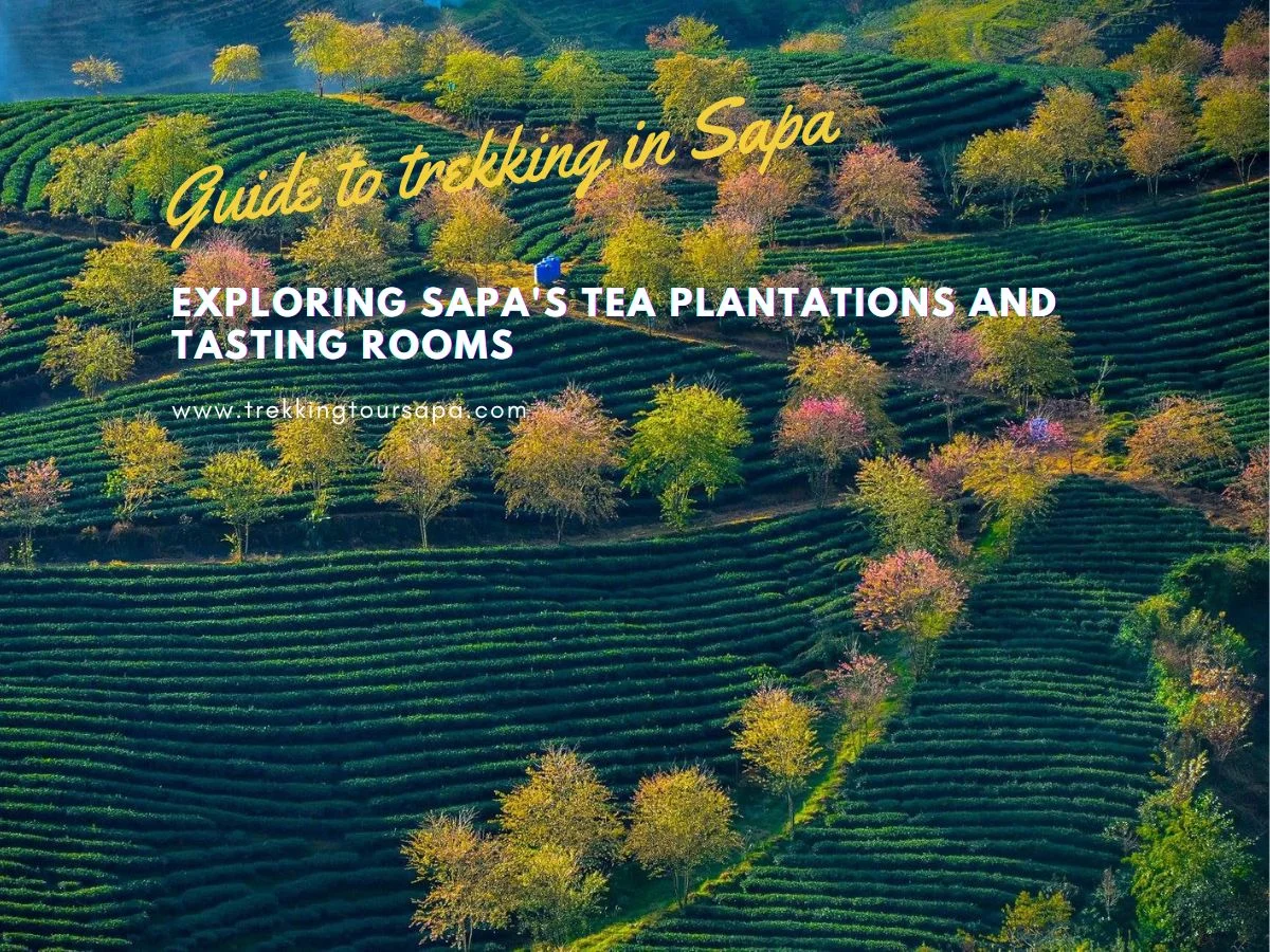 Exploring Sapa's Tea Plantations And Tasting Rooms